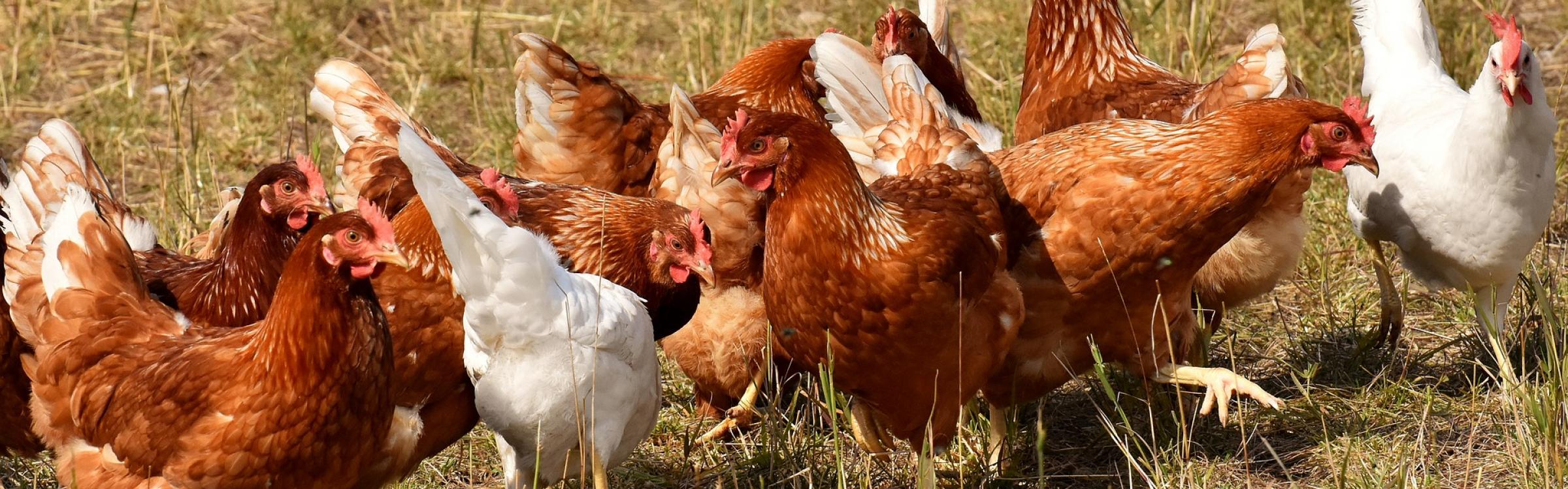 Kippen staan in het gras samen te eten.