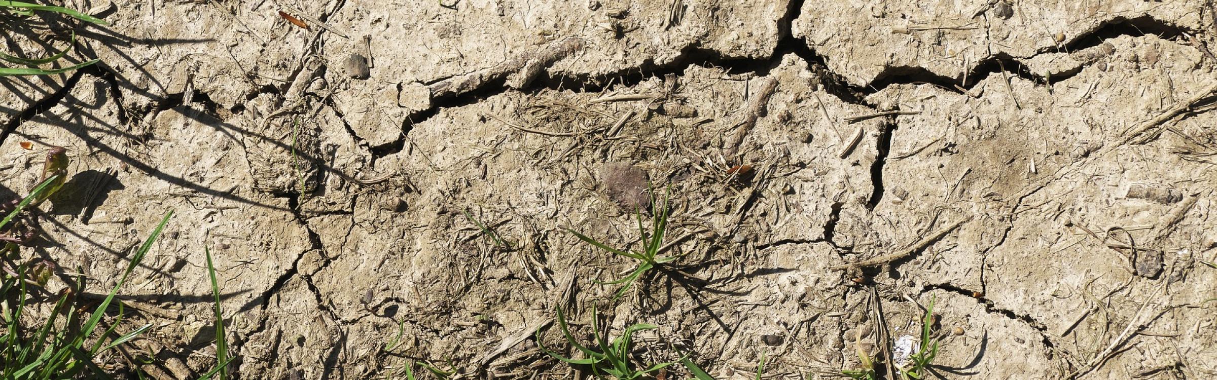 Een stukje grond dat super droog is door de droge zomer.