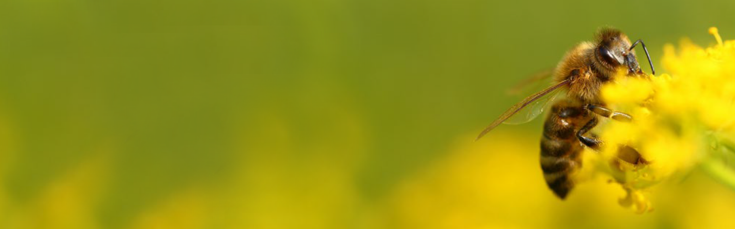 Een bij onderweg naar een bloem om het bestuiven.