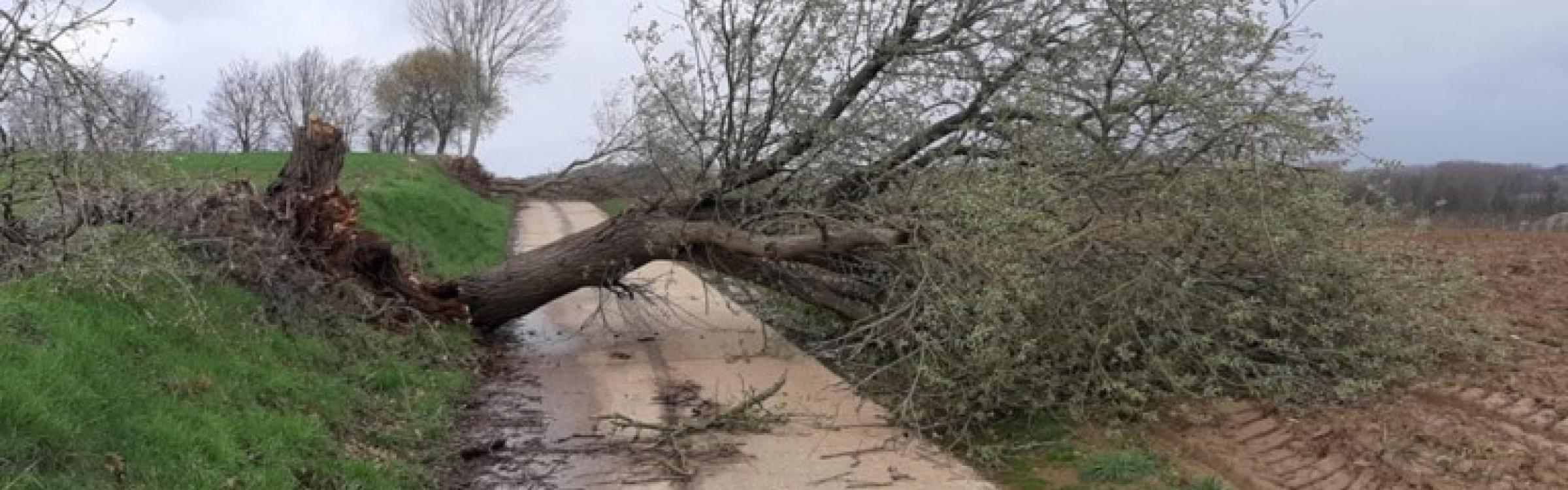 Een omgewaaide boom door de storm verspert de weg.