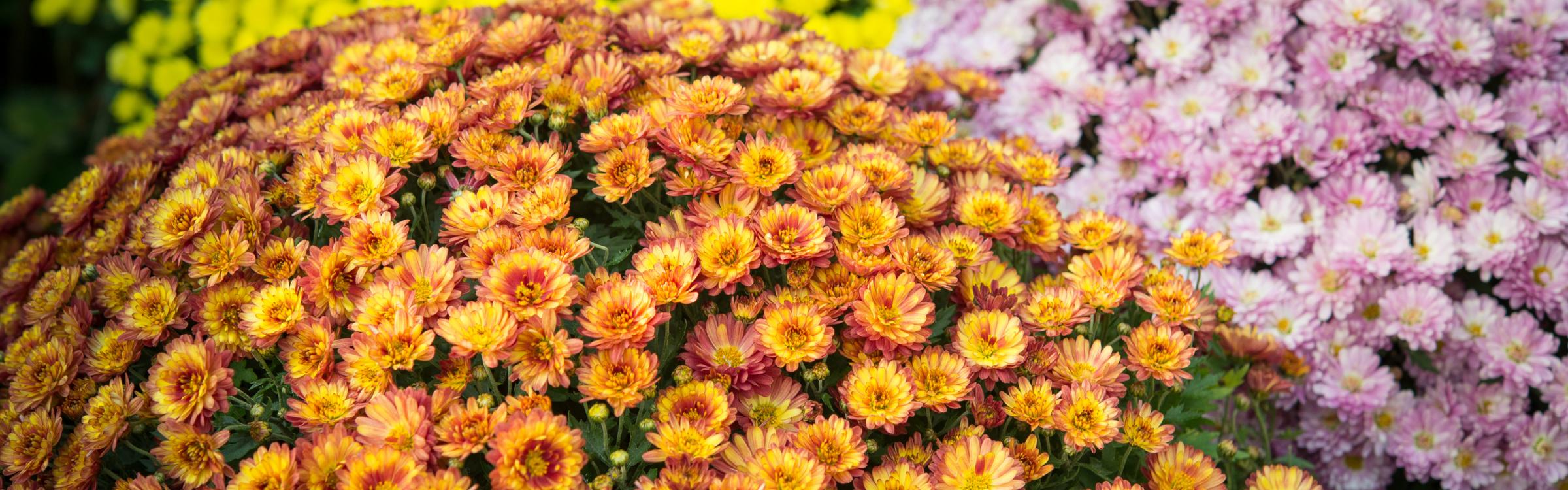 Chrysanten staan op de begraafplaats. 