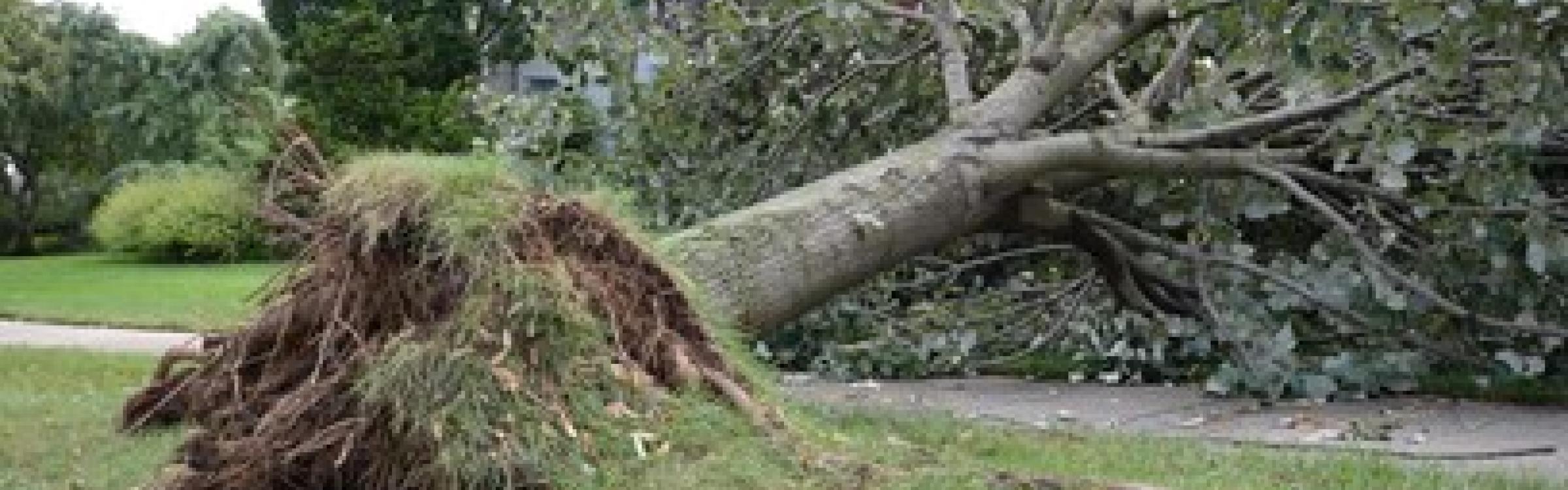 Een omgewaaide boom door de storm verspert het wandelpad.