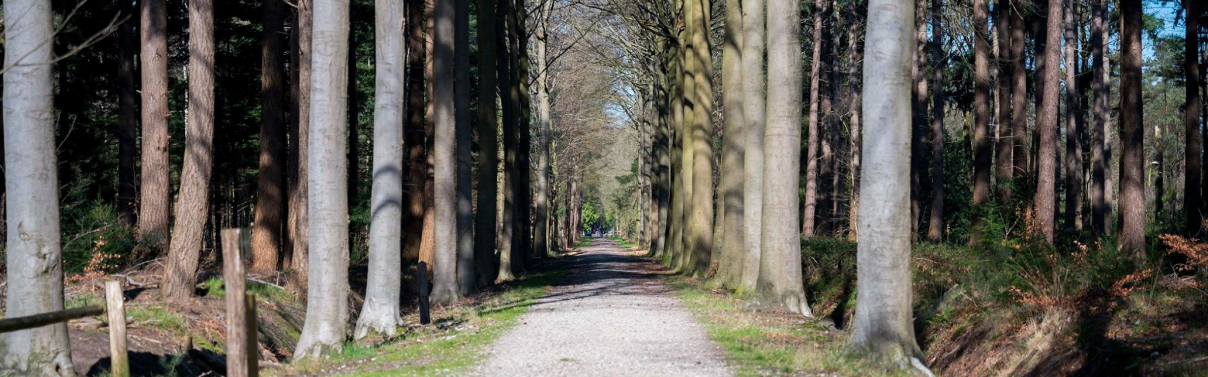 Een stukje bos tijdens de zomer. Heropent na het coronavirus.