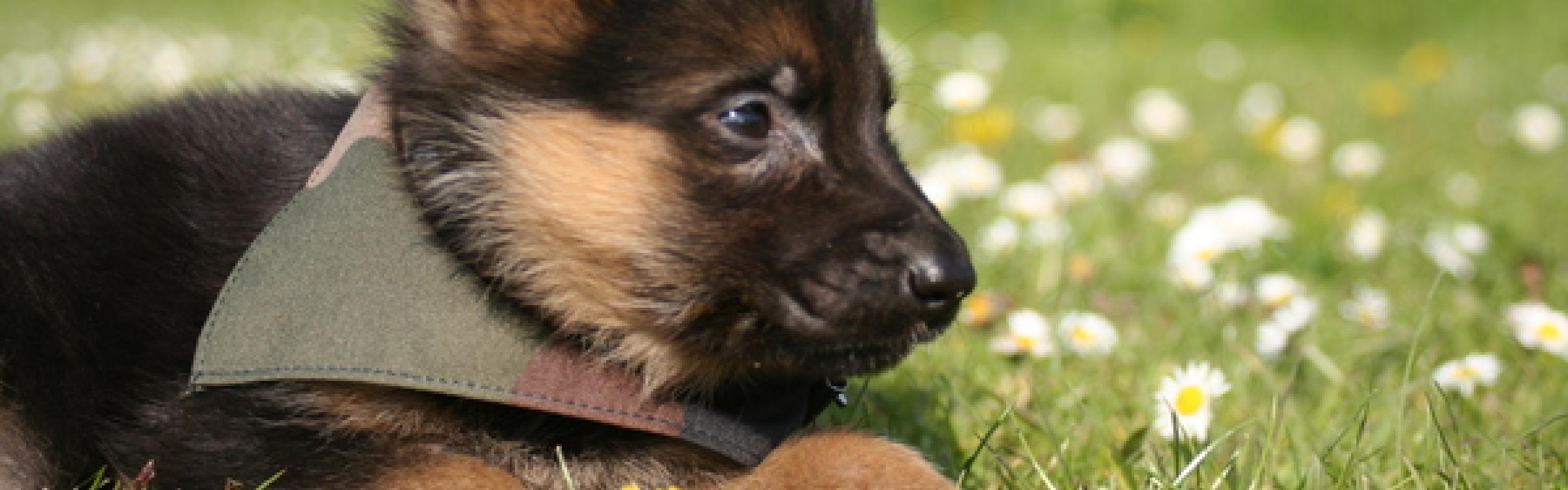 Een jongen puppy ligt in het gras in de hondenweide.