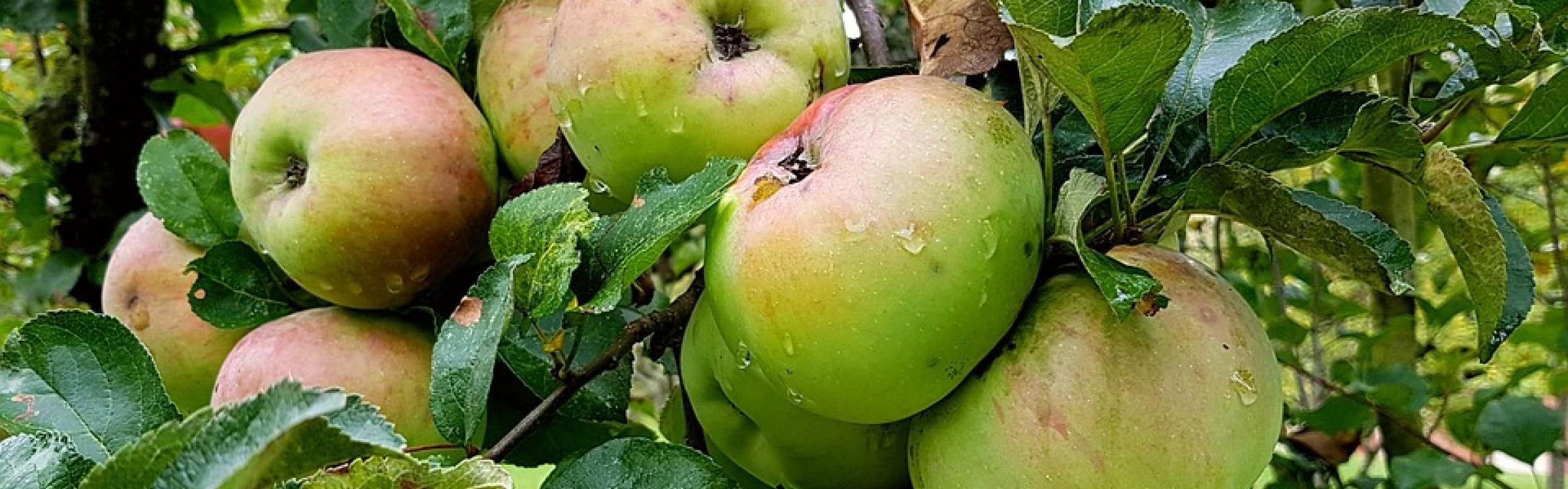 Appels zijn aan het groeien aan een appelboom.