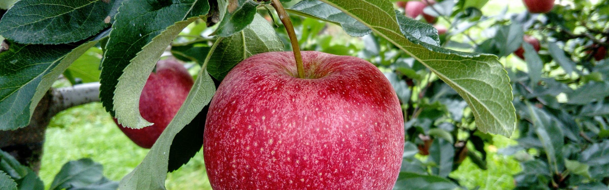 Een appel die hangt in de appelboom is bijna rijp om geplukt te worden.