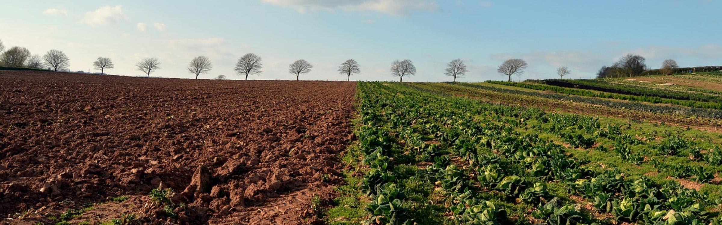 Een groot veld verdeeld in twee stukken, een groen stuk en een bruin stuk.