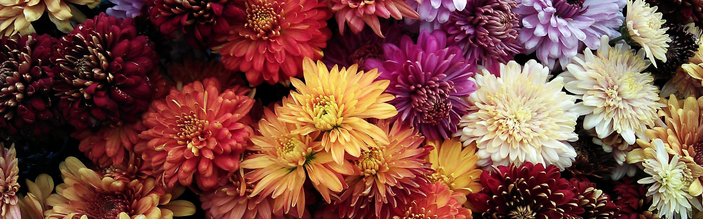 Chrysanten staan op de begraafplaats. 