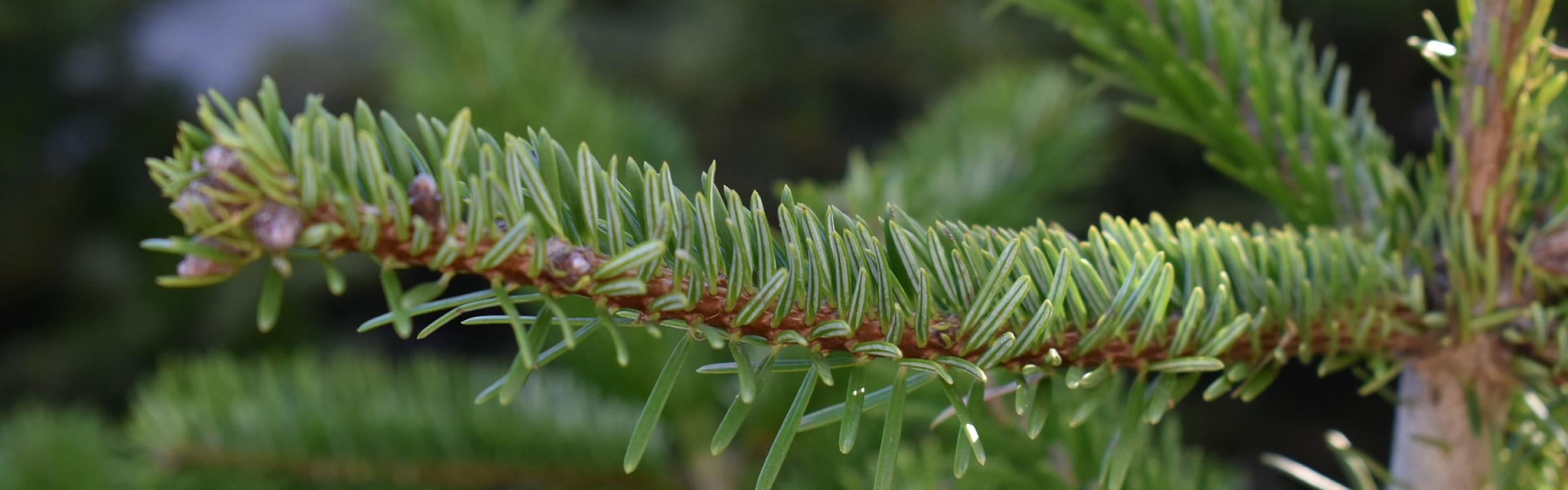 Een kerstboomtak die mooi groen is.