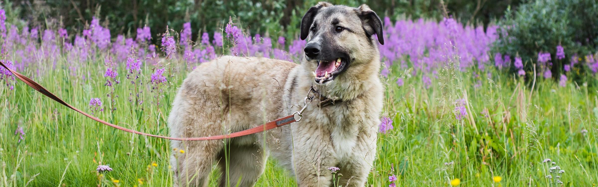 Een hond aan de leiband in Vloethemveld.