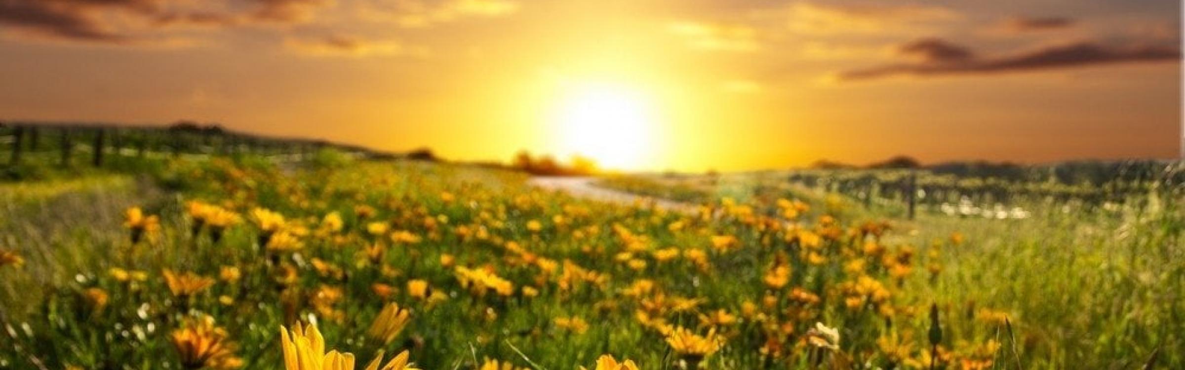 Een mooie zonsondergang met bloemetjes.