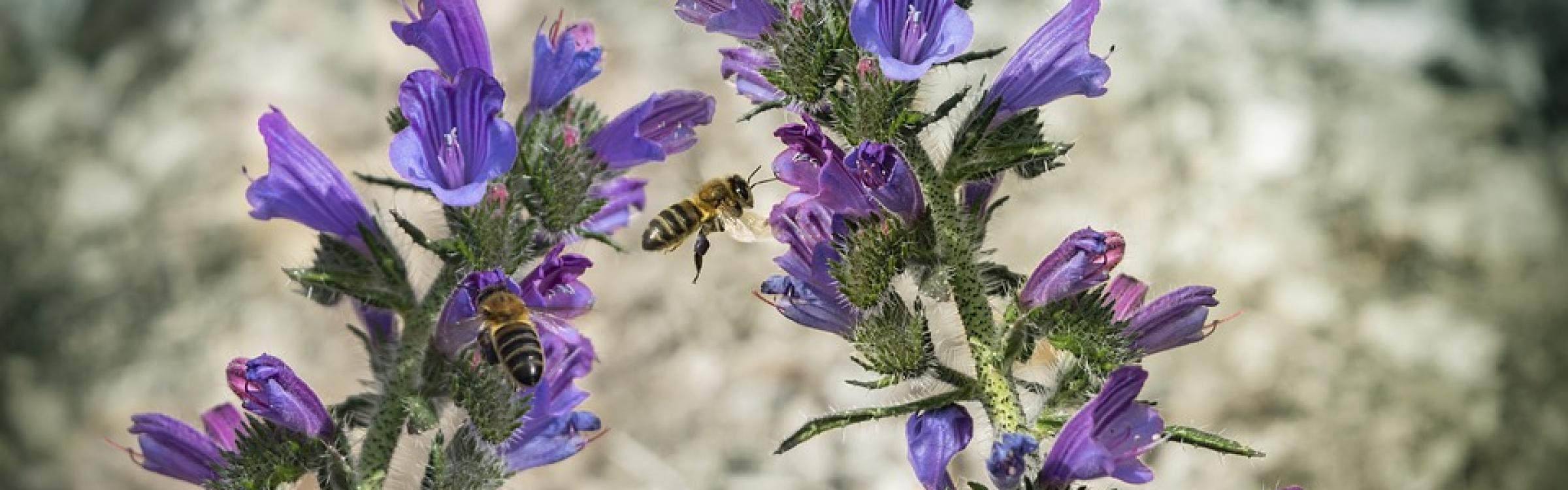 Bijtjes bestuiven de bloemen die in bloei staan.