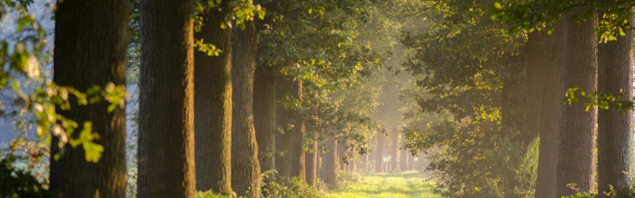 Een bos dat mooie zonsinvallen krijgt omringd door bomen.