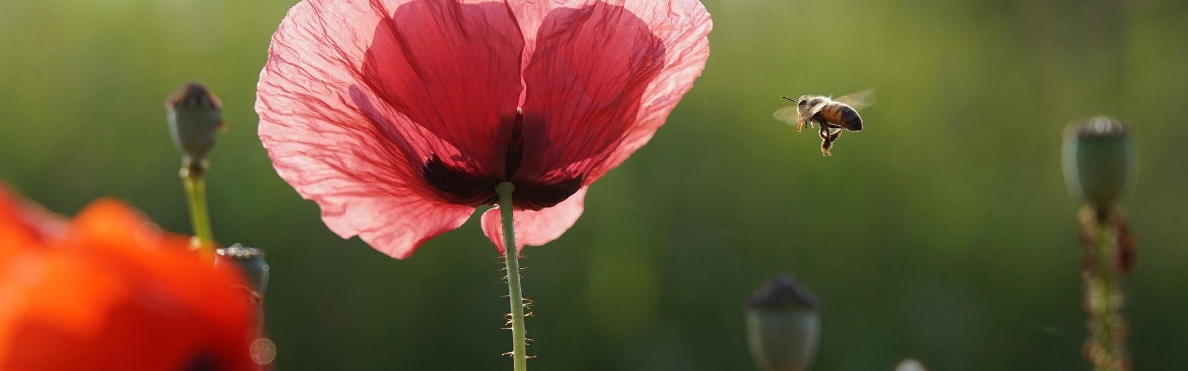 Een bij onderweg naar een bloem om het bestuiven.