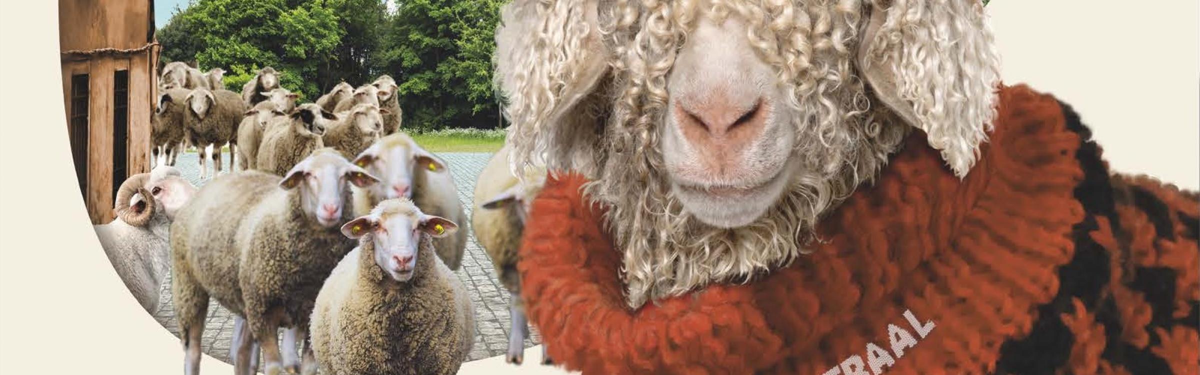 Een kudde schapen waarvan één die een dikke trui aanheeft.