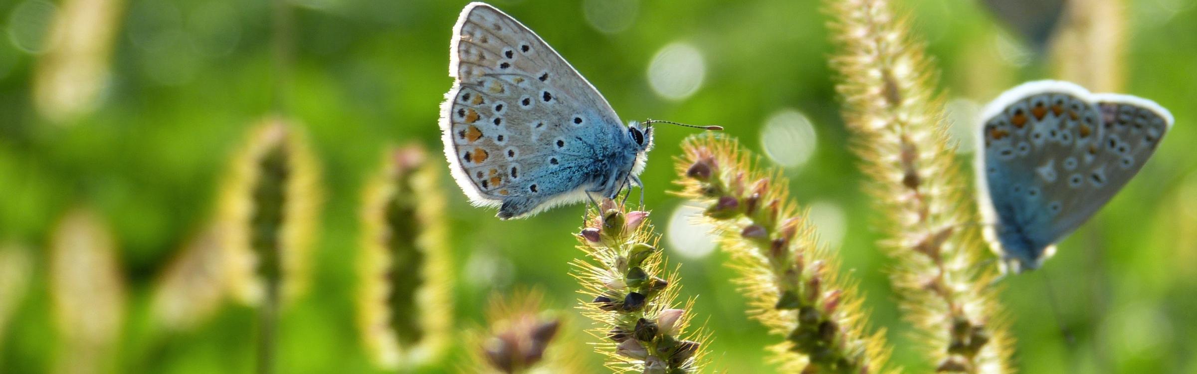 Vlinders genieten van de zon op de bloemetjes.
