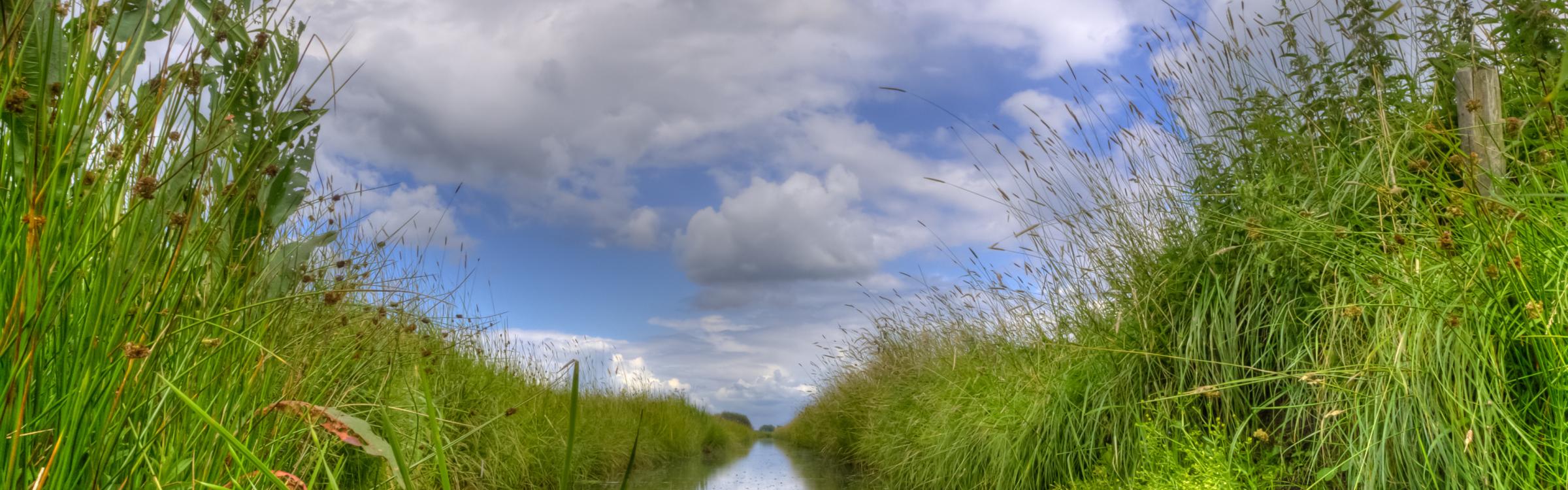 Een beek omringd door de mooie natuur.