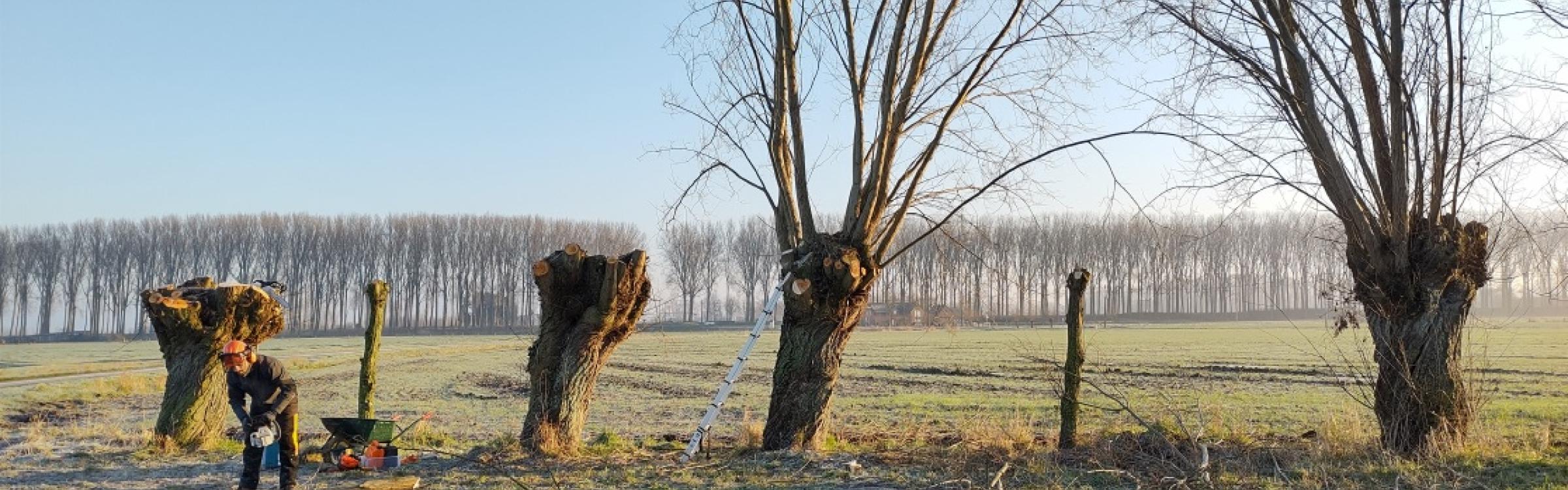 Bomen worden geknot tijdens de winter.
