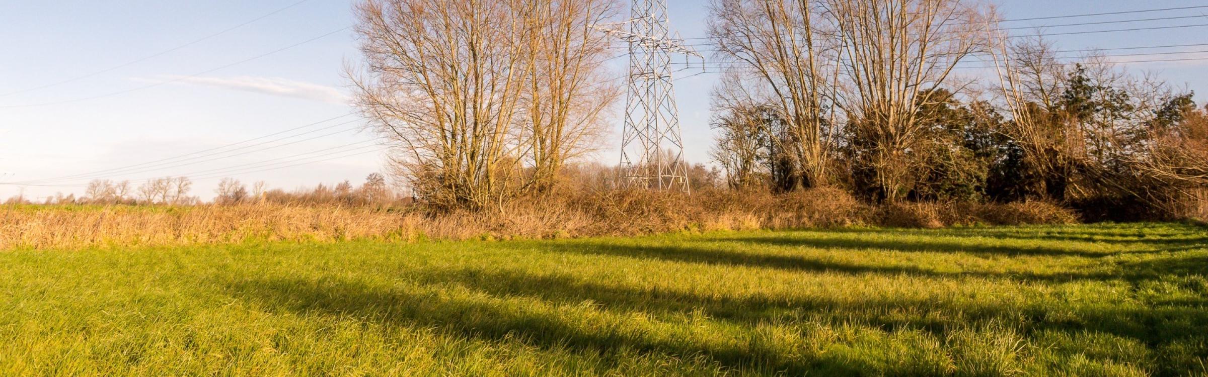 De eerste bomen groeien in het aangeplante geboortebos in De Pilse.