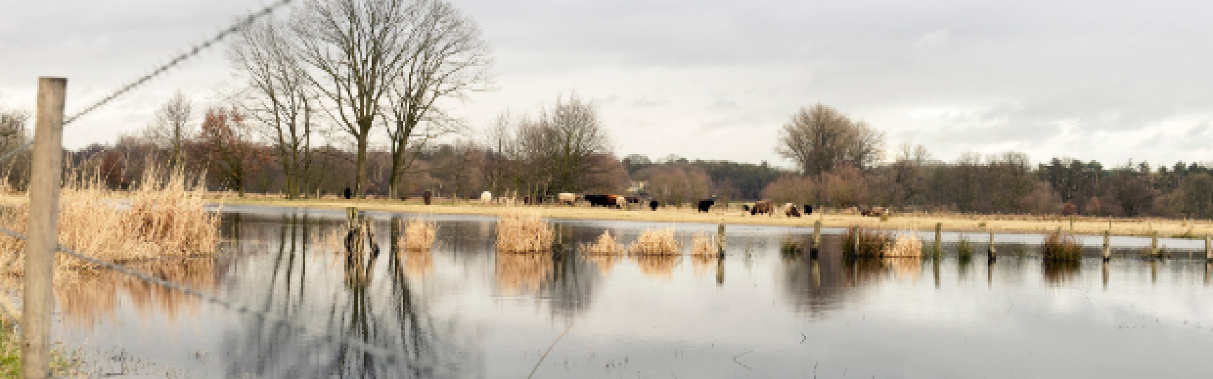 Weide die onder water staat, koeien staan nog een op een schaars stukje droog land.