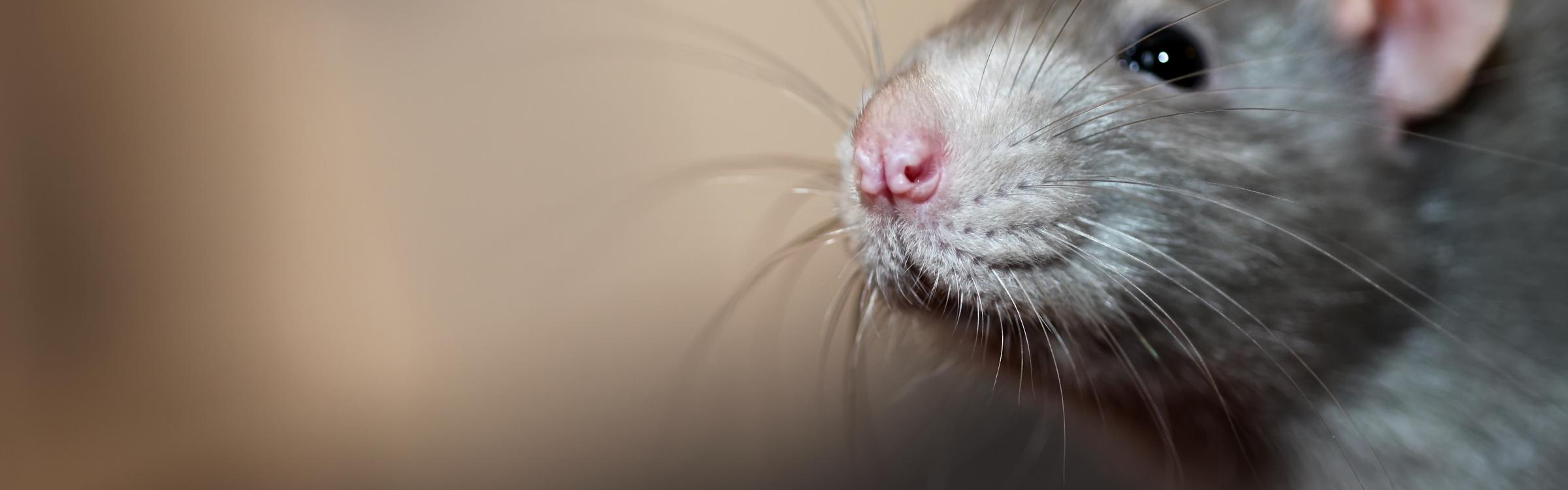 Een rat die met zijn snuit naar de camera kijkt.
