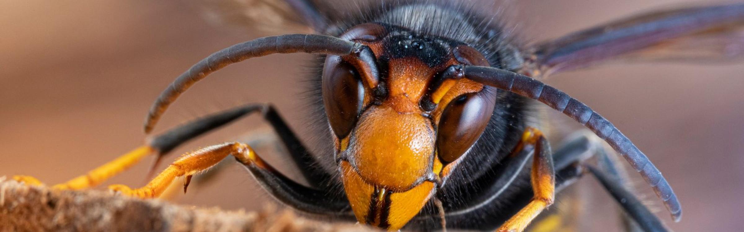 close-up van aziatische hoornaar