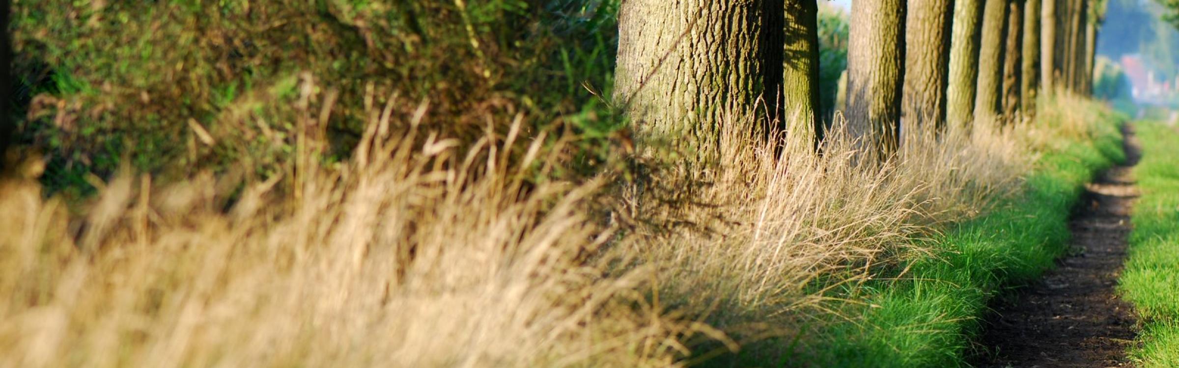 ©Erwin Derous - Foto van de Herderinnedreef langs Plaisiersbos in Veldegem