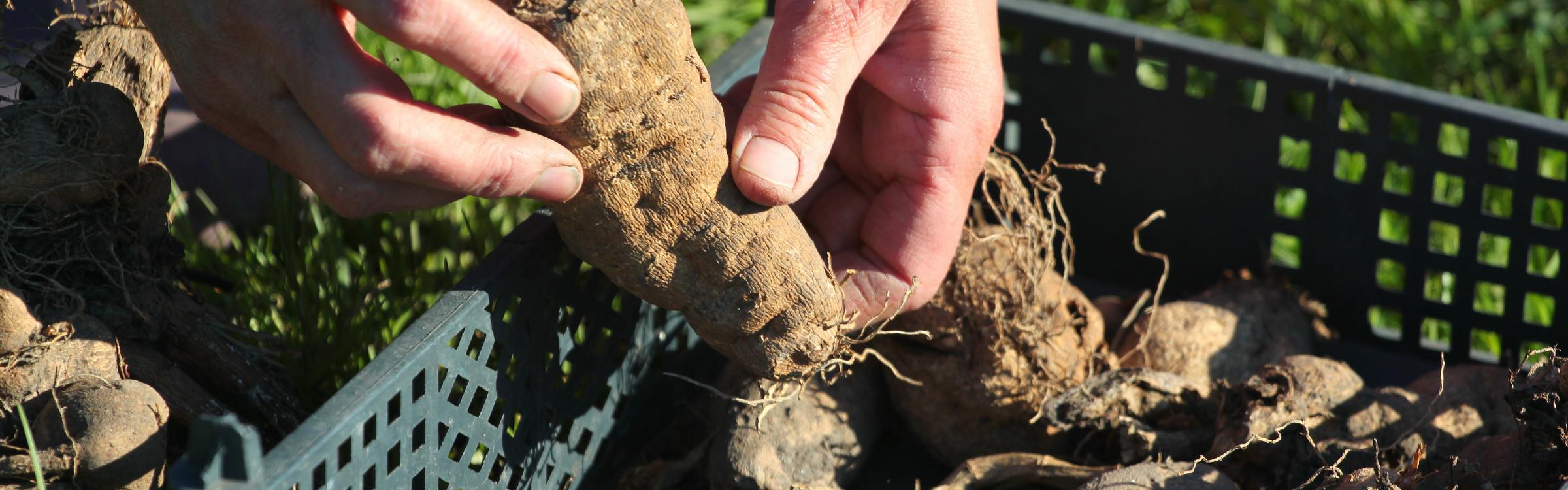 Een tuinier sorteert de bollen van een dahliaplant