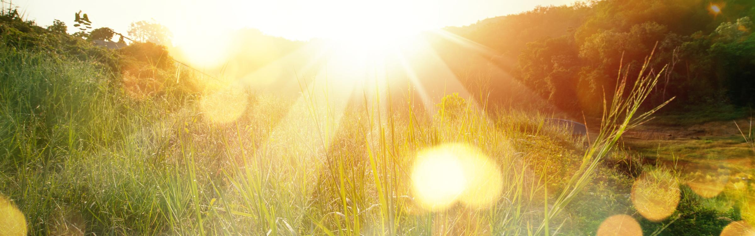 Beeld van de natuur met blakende zon erop.