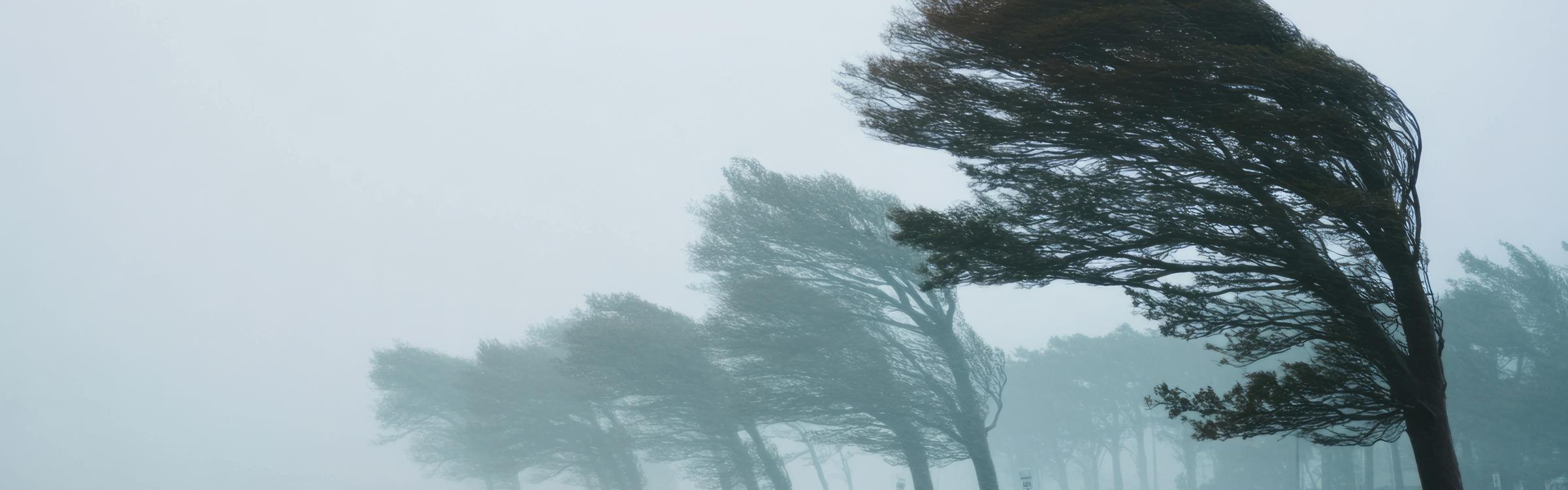 bomen waaien in storm