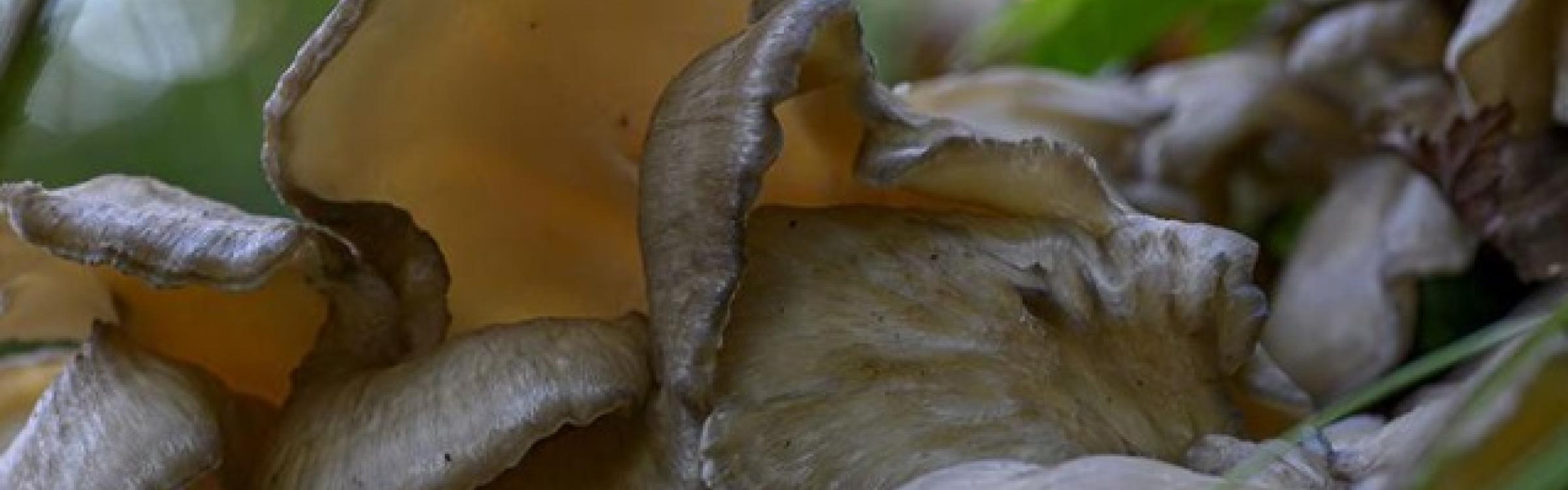 Paddenstoelen - foto van Rony Jacobs
