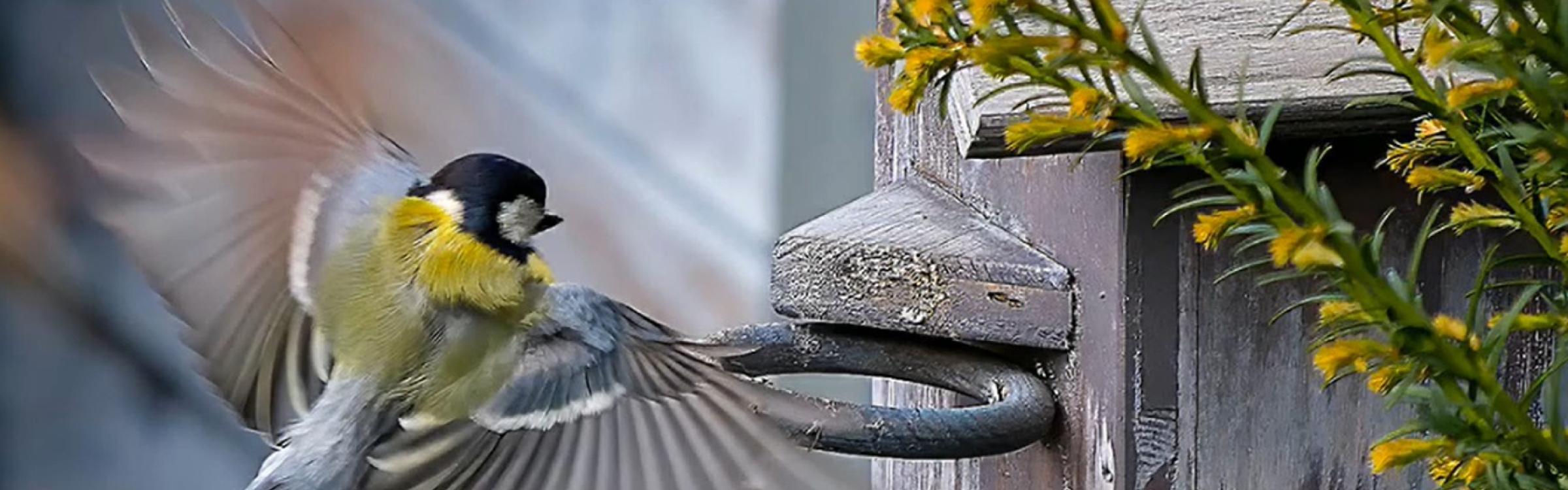 Koolmees vliegt een vogelhuisje binnen