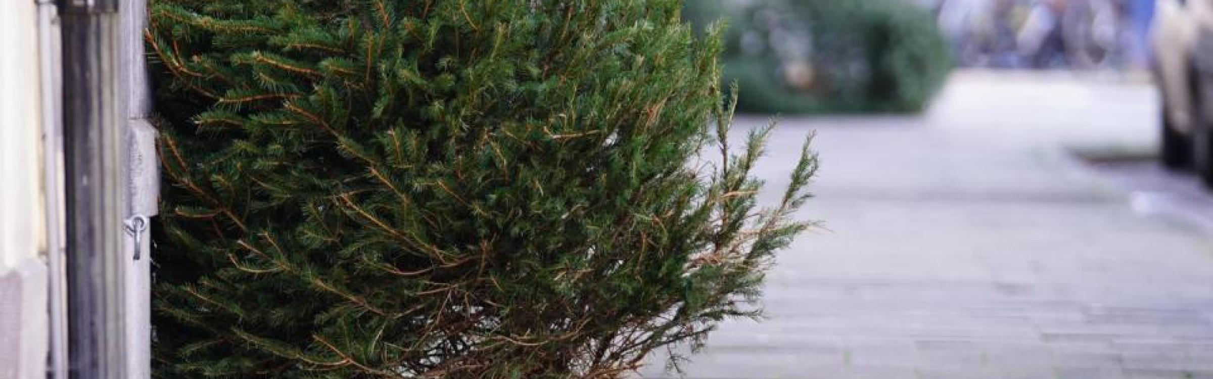 Kerstboom staat klaar op de stoep om opgehaald te worden