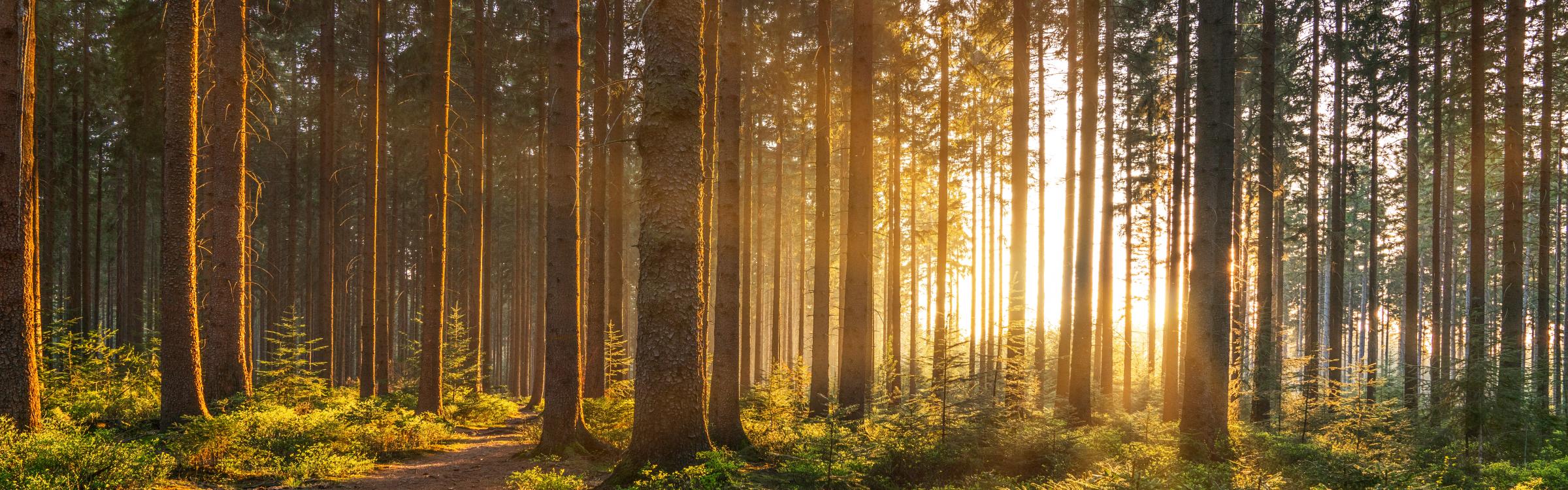 Zon straalt door de bomen in een bos