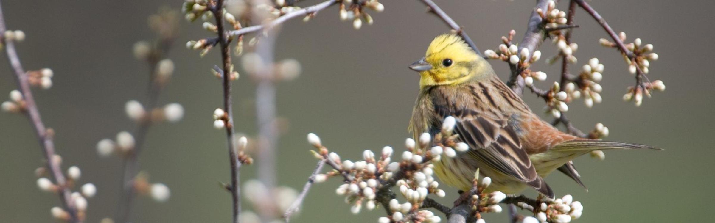 Geelgors - foto Wim Dirckx