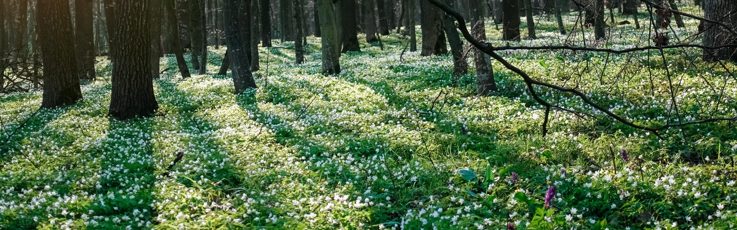 bloementapijt in een bos