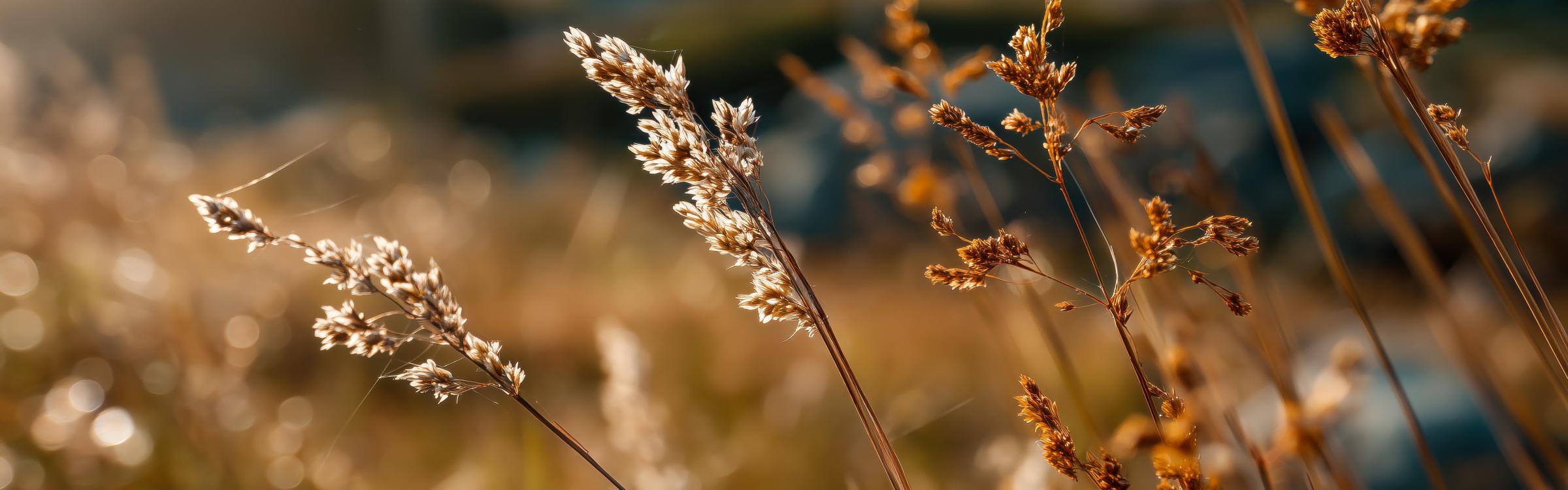 droge natuur - droge grond