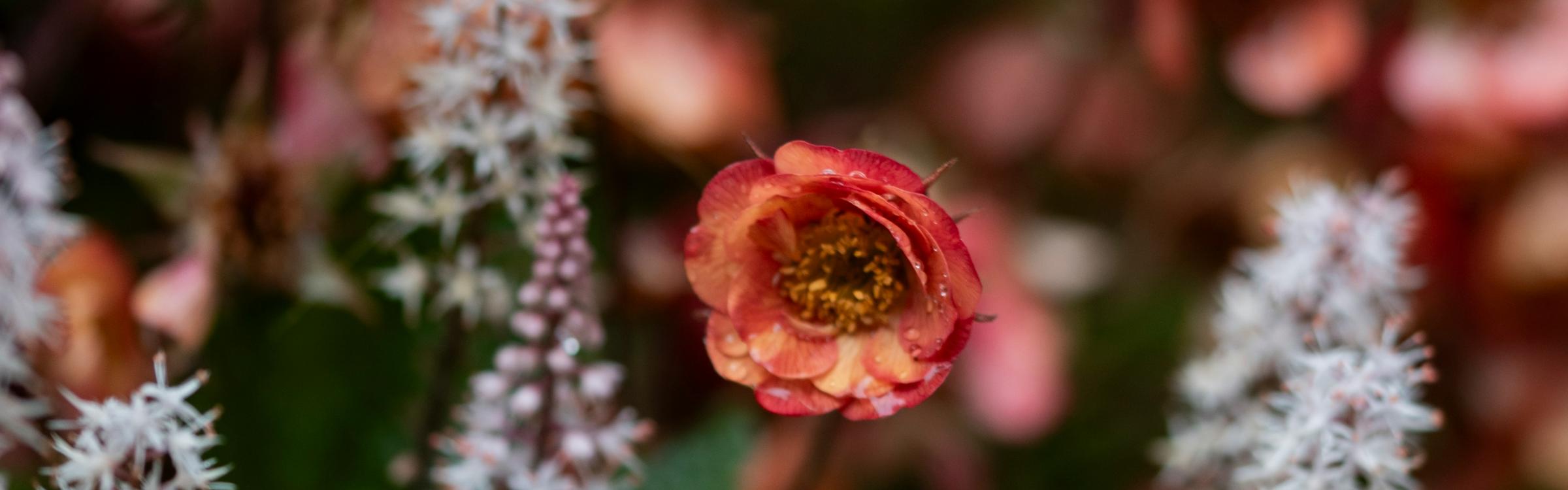 Mooie bloemen in een wilde tuin