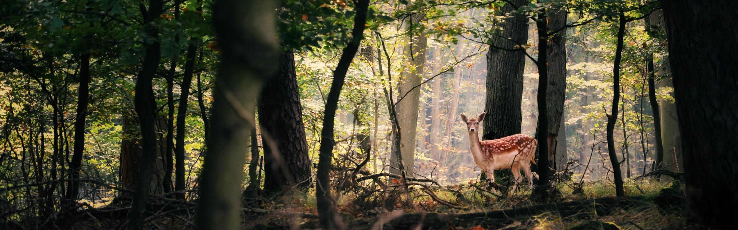 Hertje in bos
