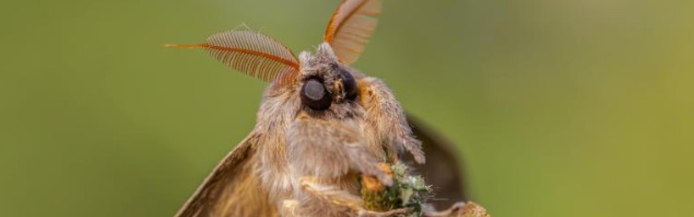 Nachtvlinder - foto van Erwin Derous