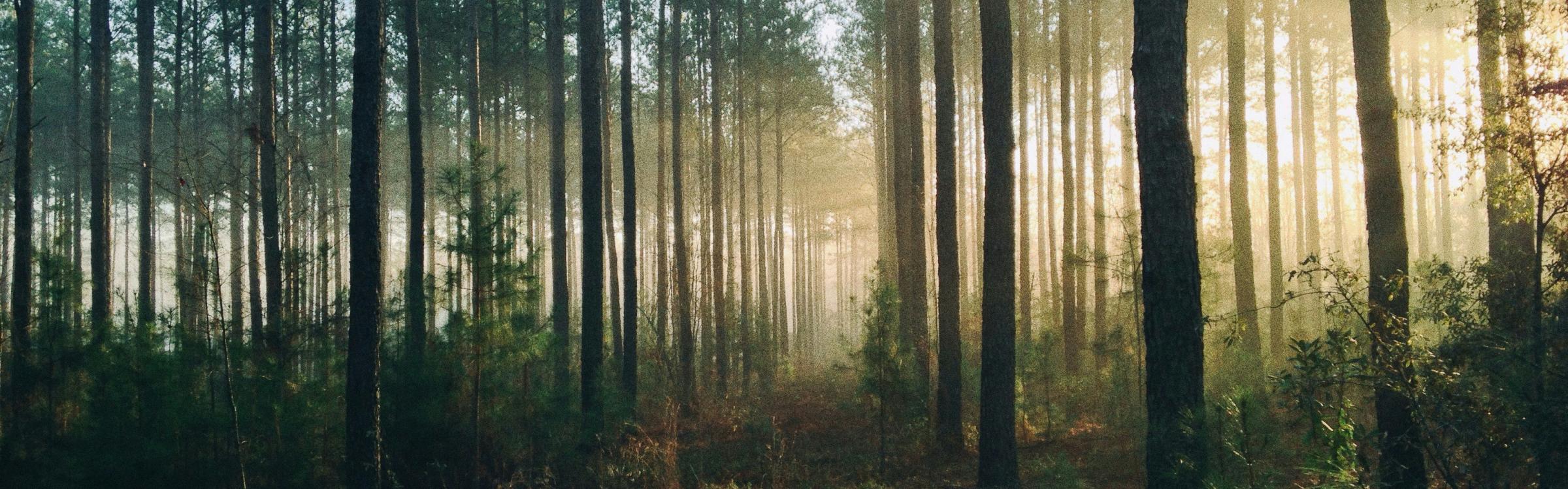 groen bos met zonnestralen die langs de bomen schijnen