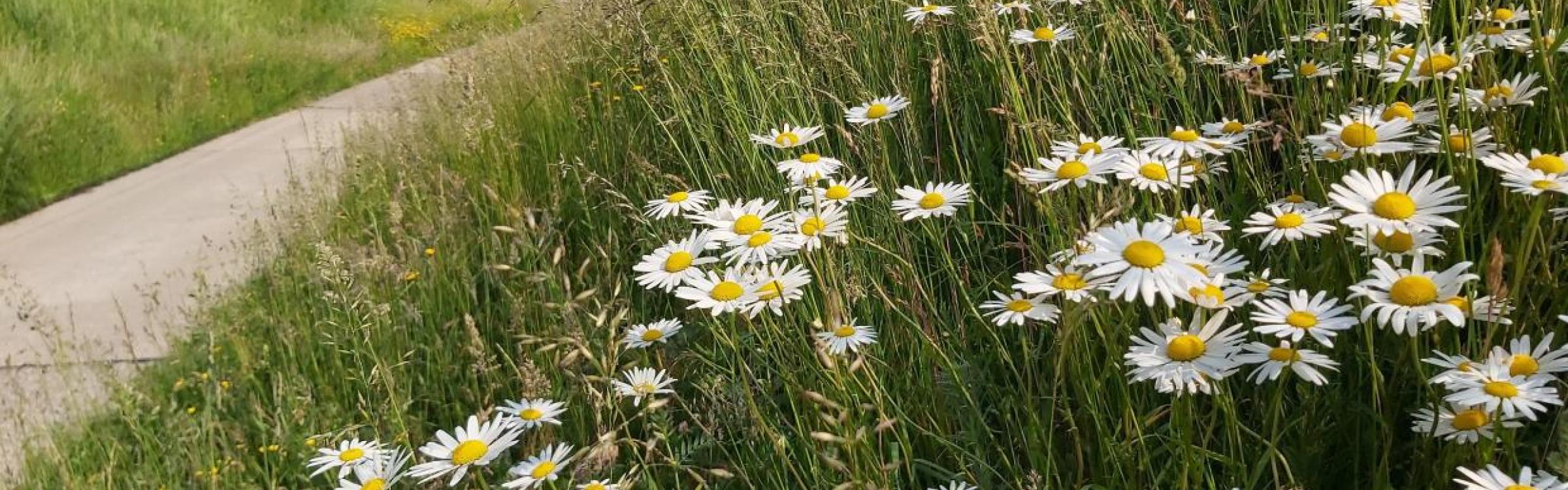 opgeruimde berm met bloemetjes