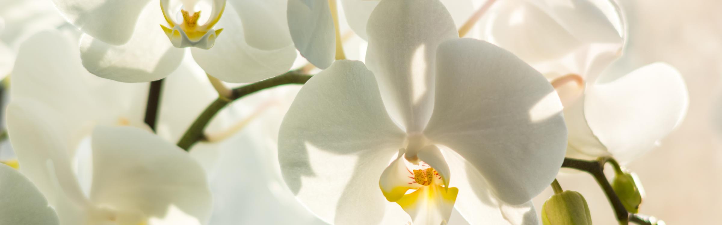 Witte ochidee