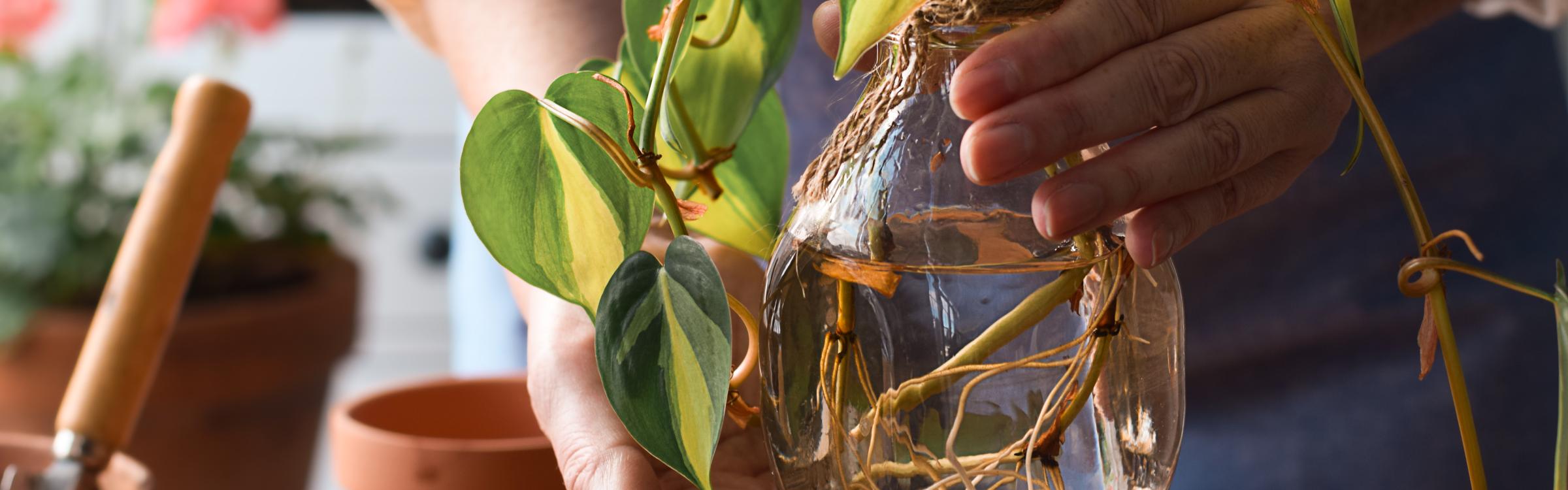 Plantjes stekken in je huiskamer