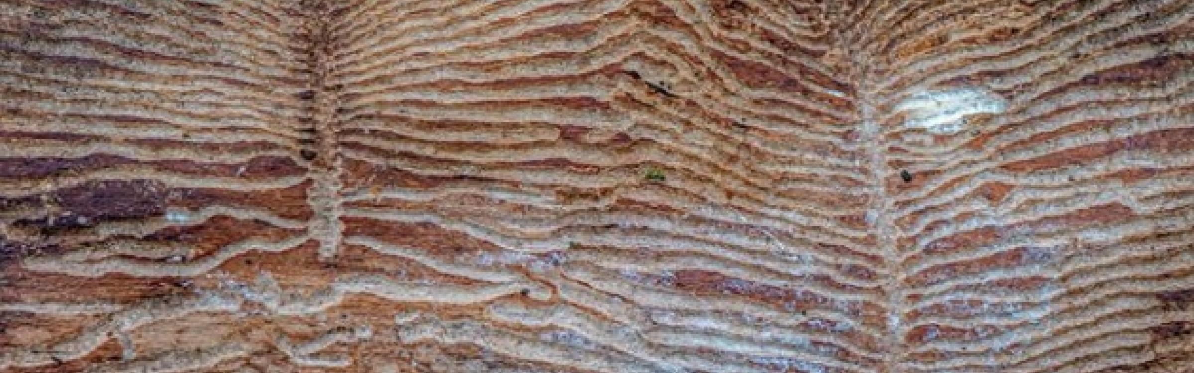 Sporen in hout ©Erwin Derous
