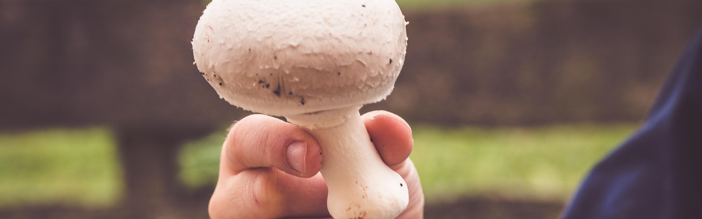 Persoon heeft een grote champignon in zijn hand