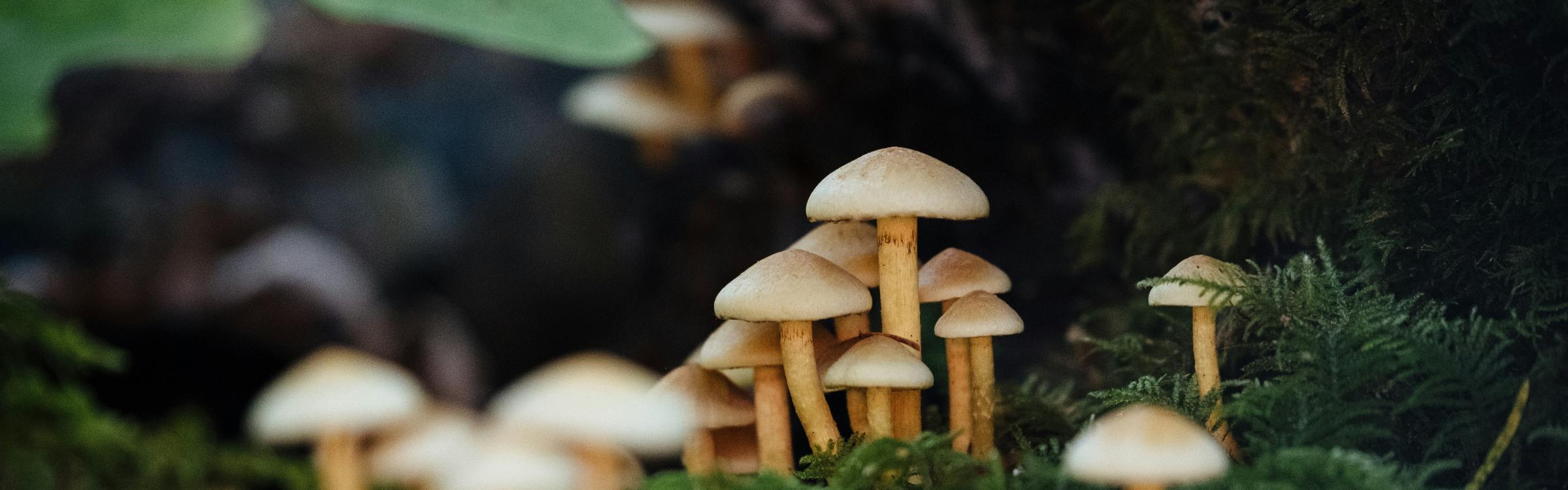 Paddenstoelen in een bos