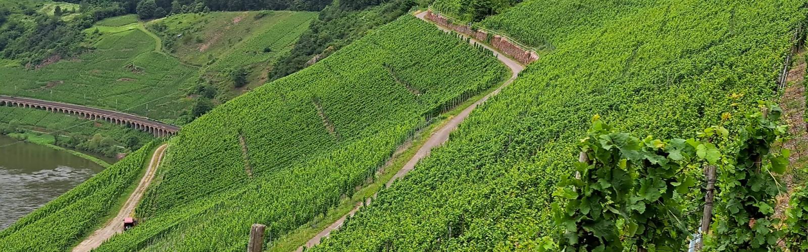 zicht op weelderige wijngaarden